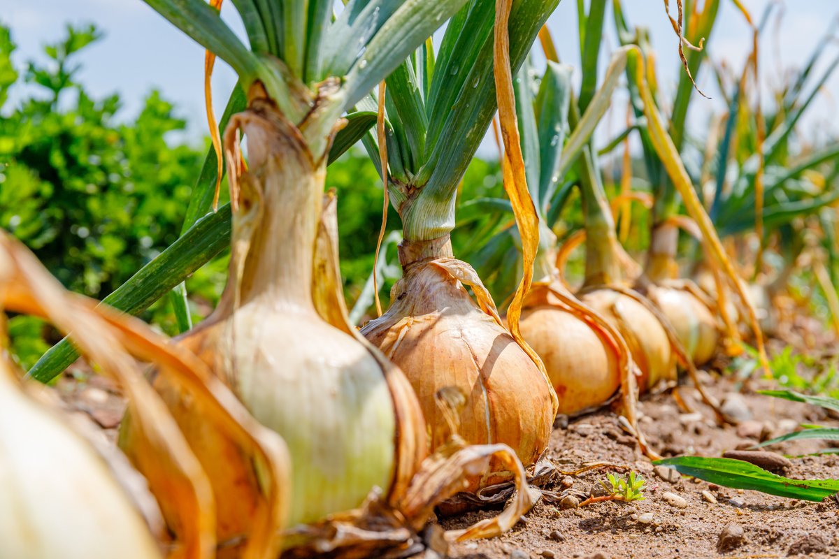 Read more about the article A 2022 Onion Farming Guide