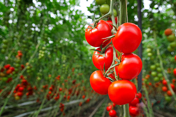 You are currently viewing Best Tomatoes Fertilizer for Your Business