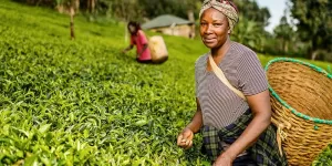 Read more about the article Tea Farming Guide 2023