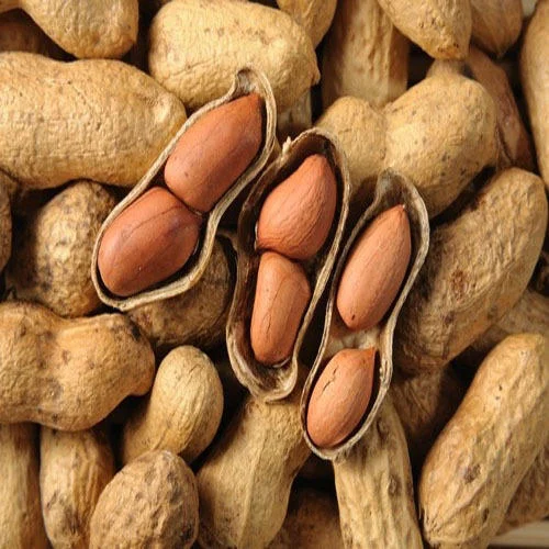 An image of raw groundnuts used to demonstrate how growing groundnuts can be a profitable venture.