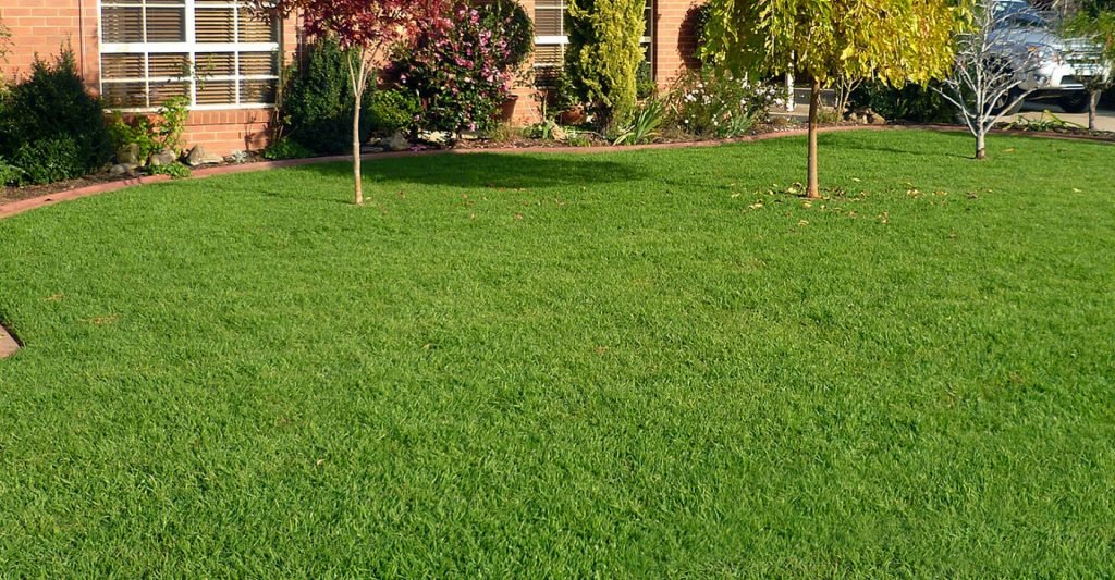 A picture of a well manicured kikuyu grass