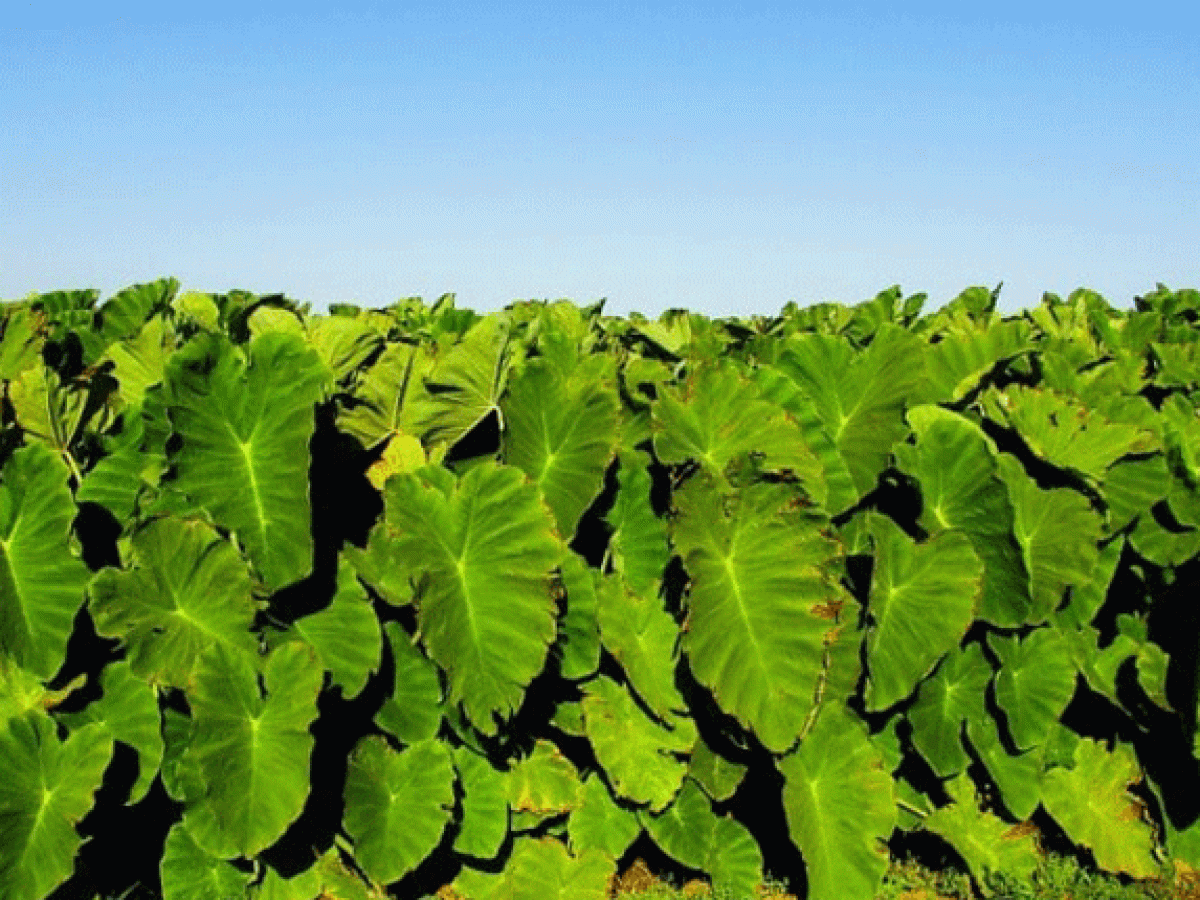A picture of arrow root farming in kenya