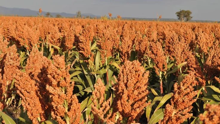 You are currently viewing Sorghum Farming Guide 2023