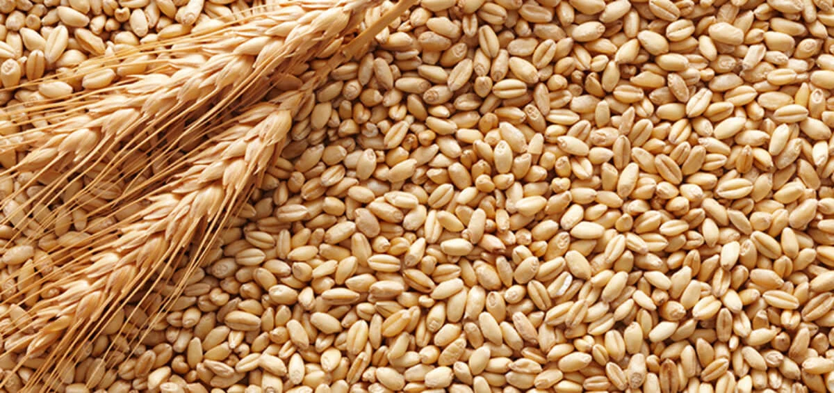 Best practices to store wheat inorder to reduce post harvest losses