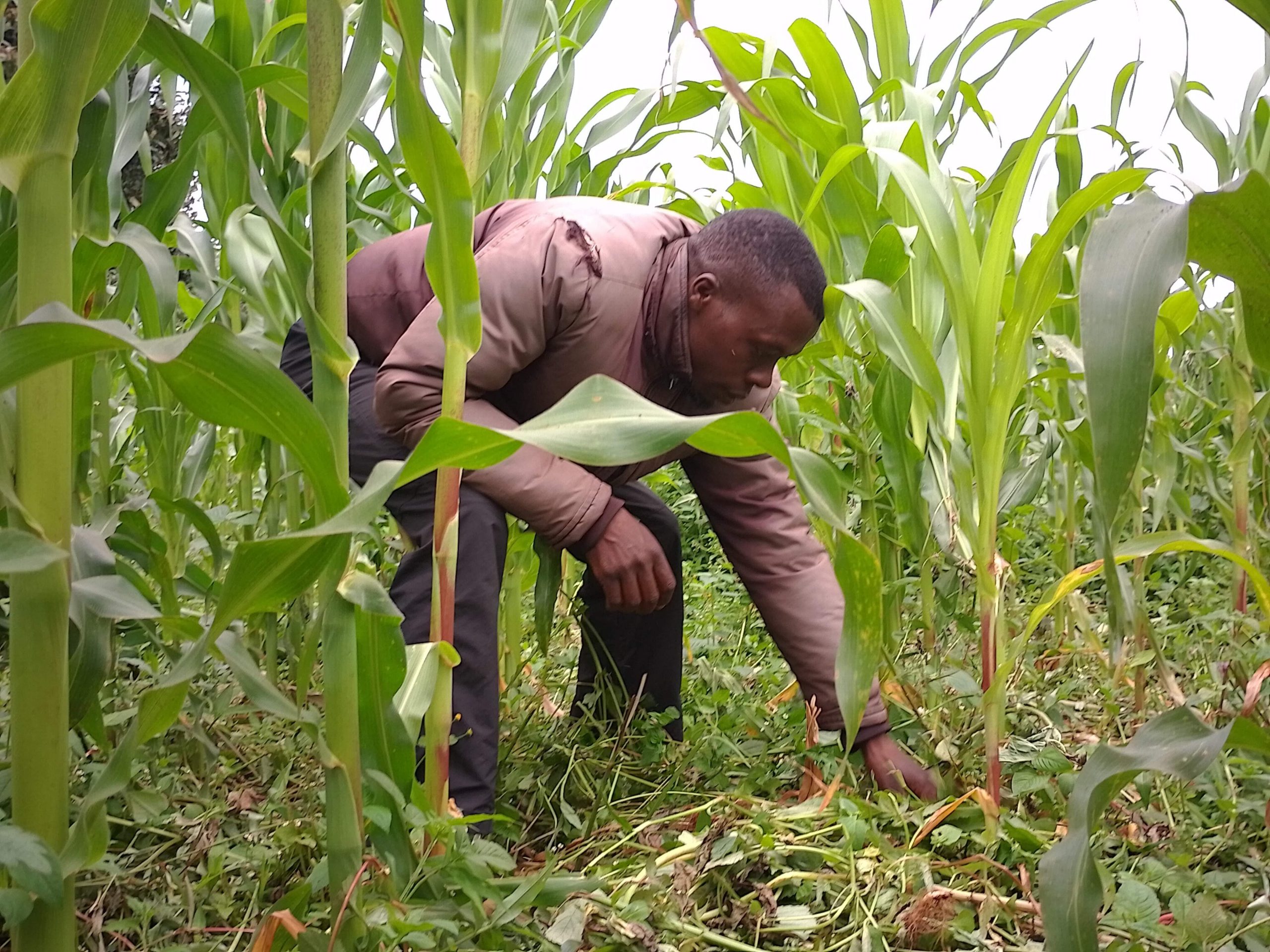 Read more about the article Mike Ruto- Small Scale Farmer from Legetet