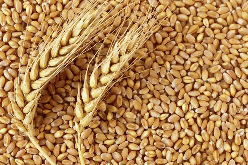Read more about the article Wheat Farming Guide