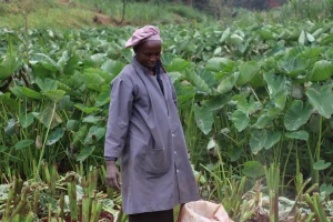 Read more about the article Eunice Wambui Ndungu – Kamwangi – Kiambu, Kenya