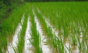 A successful rice farming venture