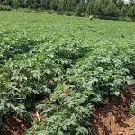 Read more about the article Potatoes Farming in Kenya | 2023