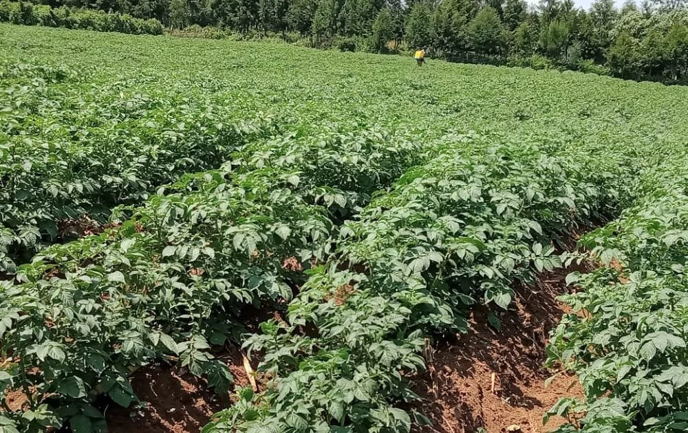 Read more about the article Potatoes Farming in Kenya | 2023