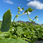 Read more about the article Bean Farming in Kenya | 2023