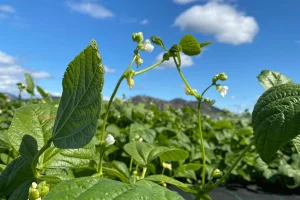 Read more about the article Bean Farming in Kenya | 2023