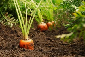 Read more about the article Carrots Farming in Kenya 2023