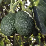 Read more about the article Hass Avocado Farming in Kenya