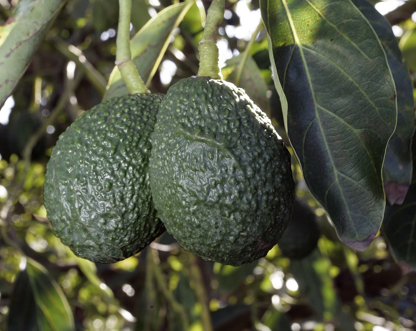 You are currently viewing Hass Avocado Farming in Kenya