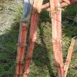 Read more about the article Sugarcane Diseases and Symptoms