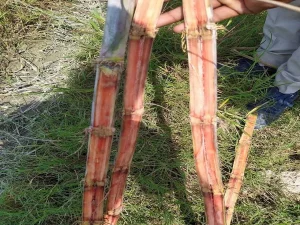 Read more about the article Sugarcane Diseases and Symptoms