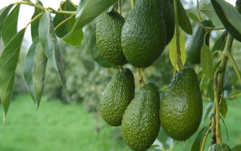 how many hass avocado trees per acre in kenya