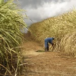 Read more about the article Sugarcane Farming in Kenya