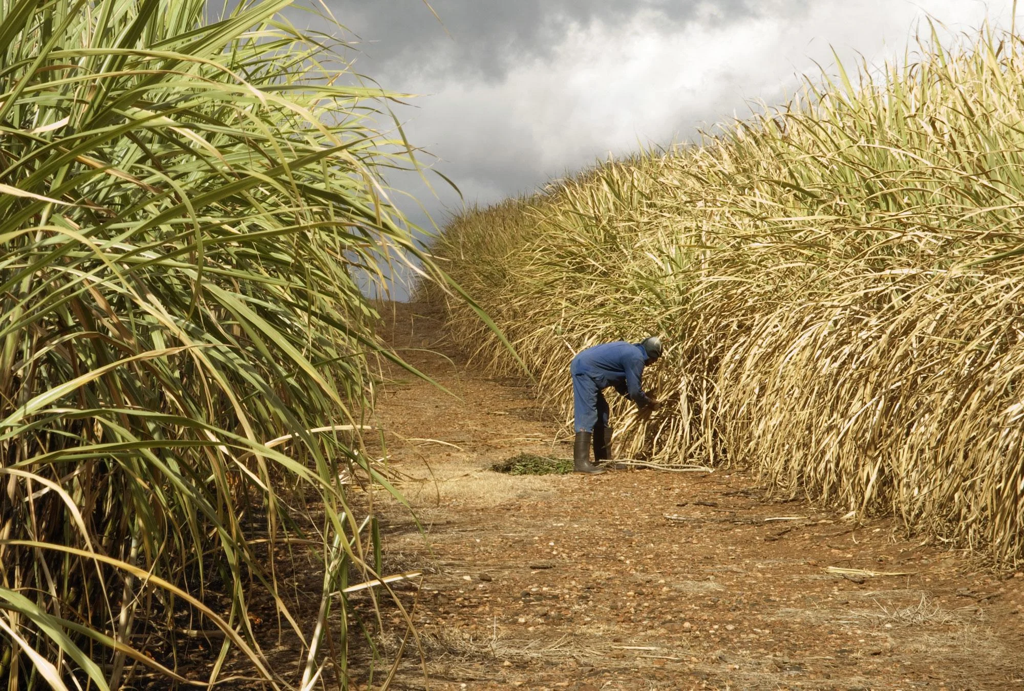 Sugarcane Farming in Kenya