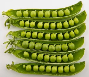 Read more about the article Green Pea Farming in Kenya