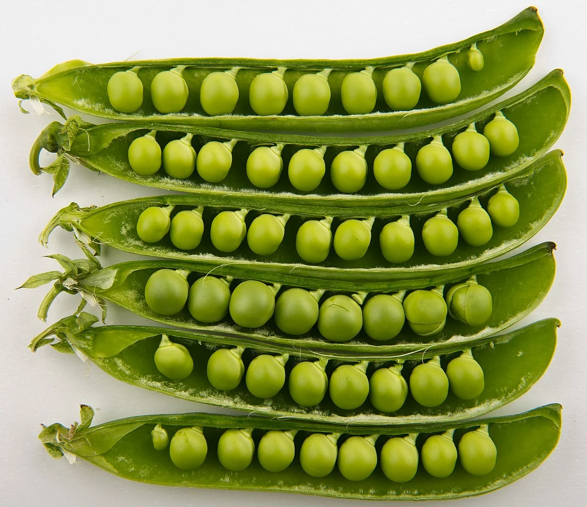 You are currently viewing Green Pea Farming in Kenya
