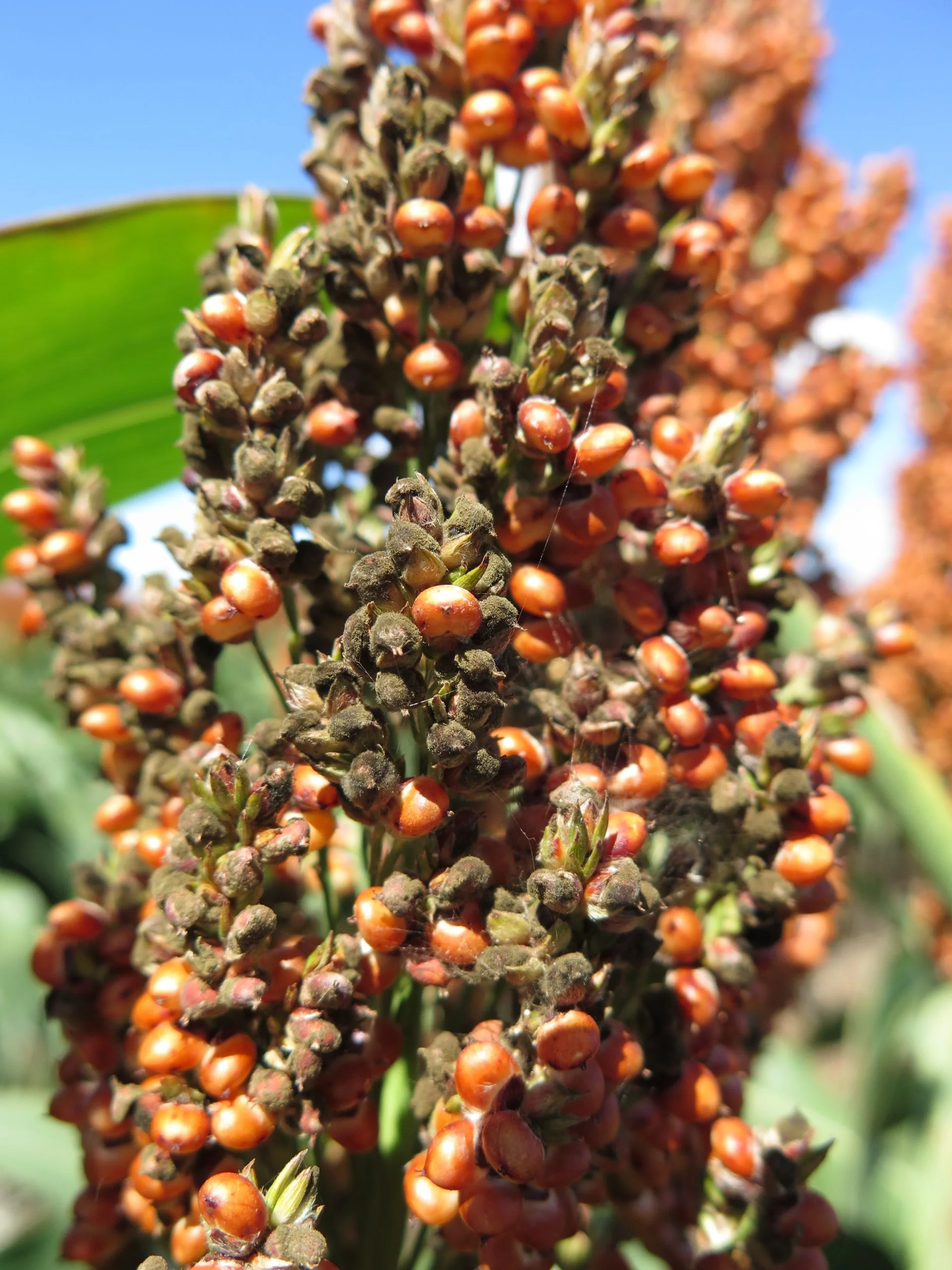 You are currently viewing Sorghum Disease to Know About