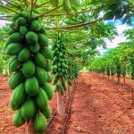 How to Add Value to Your Pawpaw Farm