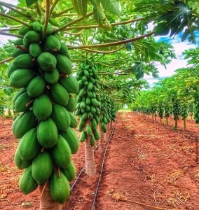 Read more about the article How to Add Value to Your Pawpaw Farm