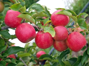 Read more about the article How Many Varieties of Apples are There?