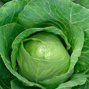 Read more about the article Best Cabbage seed Varieties to Grow In Kenya