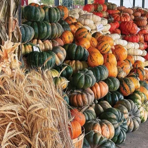 Read more about the article Best Pumpkin Varieties for Kenyan Farmers