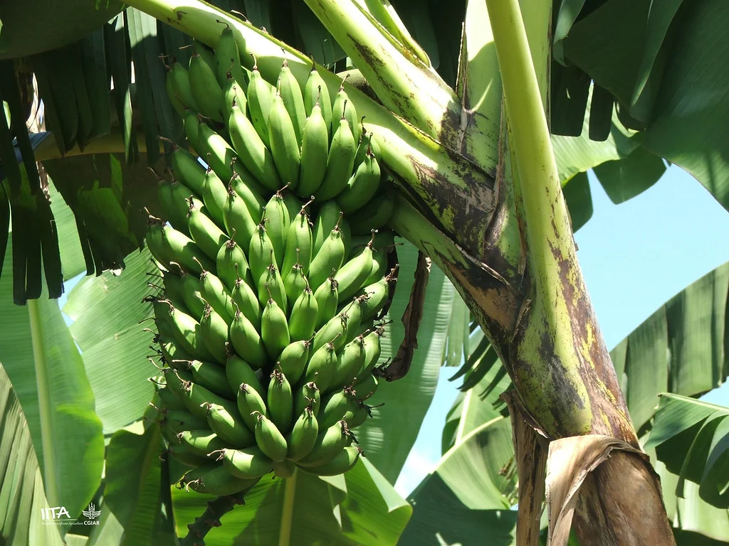 East African Highland Bananas (EAHB)