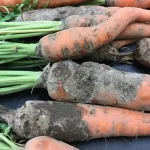 8 Carrot Diseases to Know About
