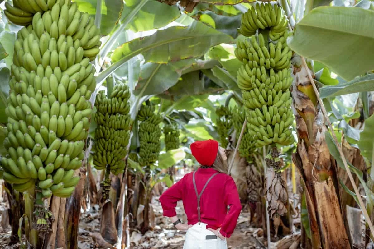 You are currently viewing Banana Farming in Kenya
