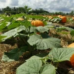 Pumpkin Farming in Kenya 2024