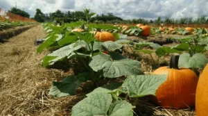 Read more about the article Pumpkin Farming in Kenya 2024