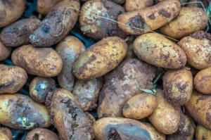 Read more about the article 10 Potatoe Diseases to Know About