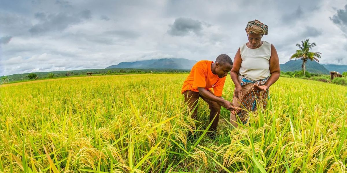 You are currently viewing Effects of Continuous Cultivation on Soil Health in Kenya