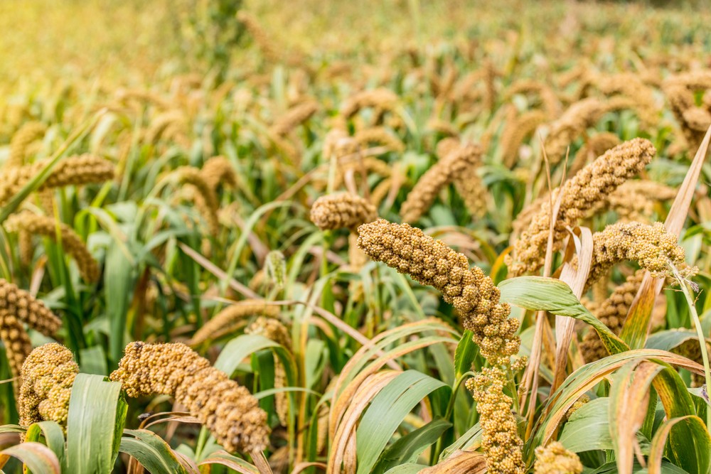 millet diseases