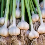 Read more about the article Garlic Farming in Kenya