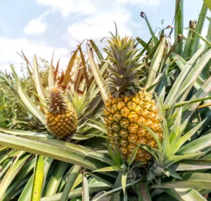 Read more about the article How Safi Sarvi Fertilizer Helps Pineapple Farmers Increase Sweetness and Shelf Life