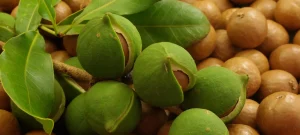Read more about the article Macadamia Farming in Kenya 