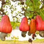 Read more about the article Best Fertilizer for Cashew Nut Farming