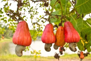 Read more about the article Best Fertilizer for Cashew Nut Farming