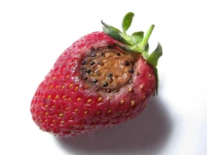 Read more about the article Strawberry Diseases to know about
