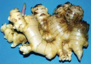 Read more about the article 10 Ginger Diseases to Know About