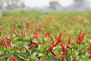Read more about the article Chili Farming in Kenya