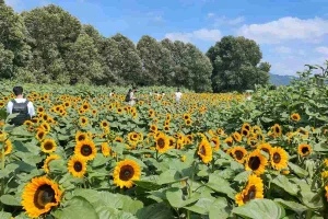 Read more about the article Sunflower Farming in Kenya