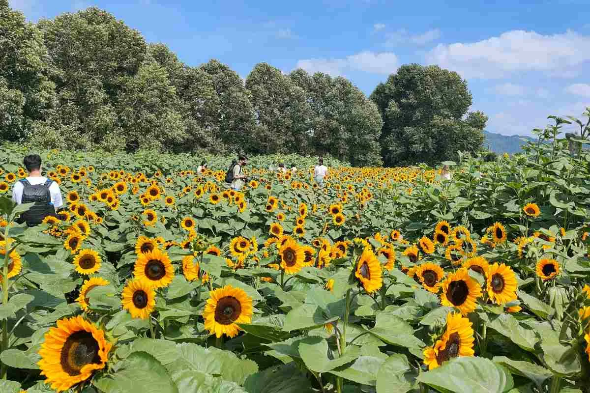 You are currently viewing Sunflower Farming in Kenya